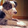 Smudge